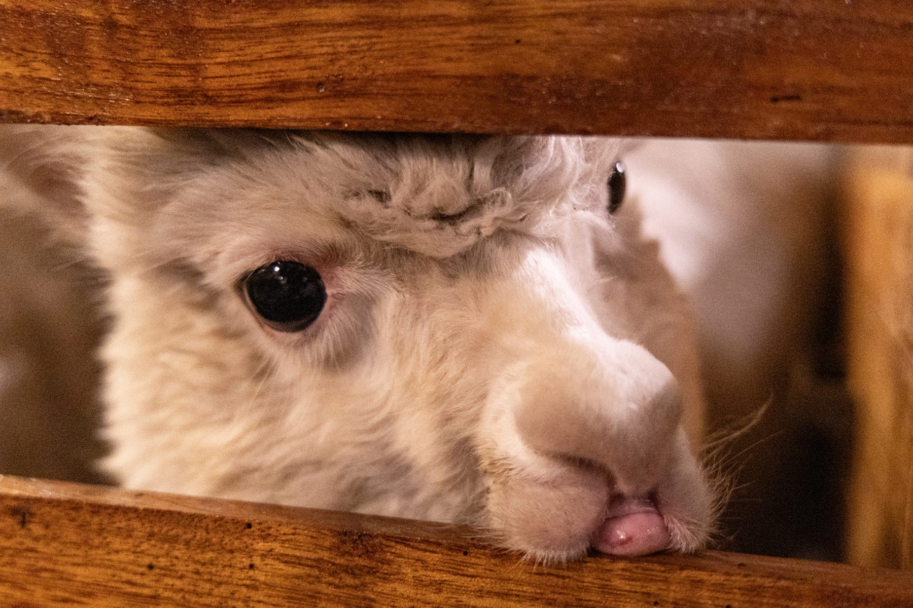 Alpaca, Cusco