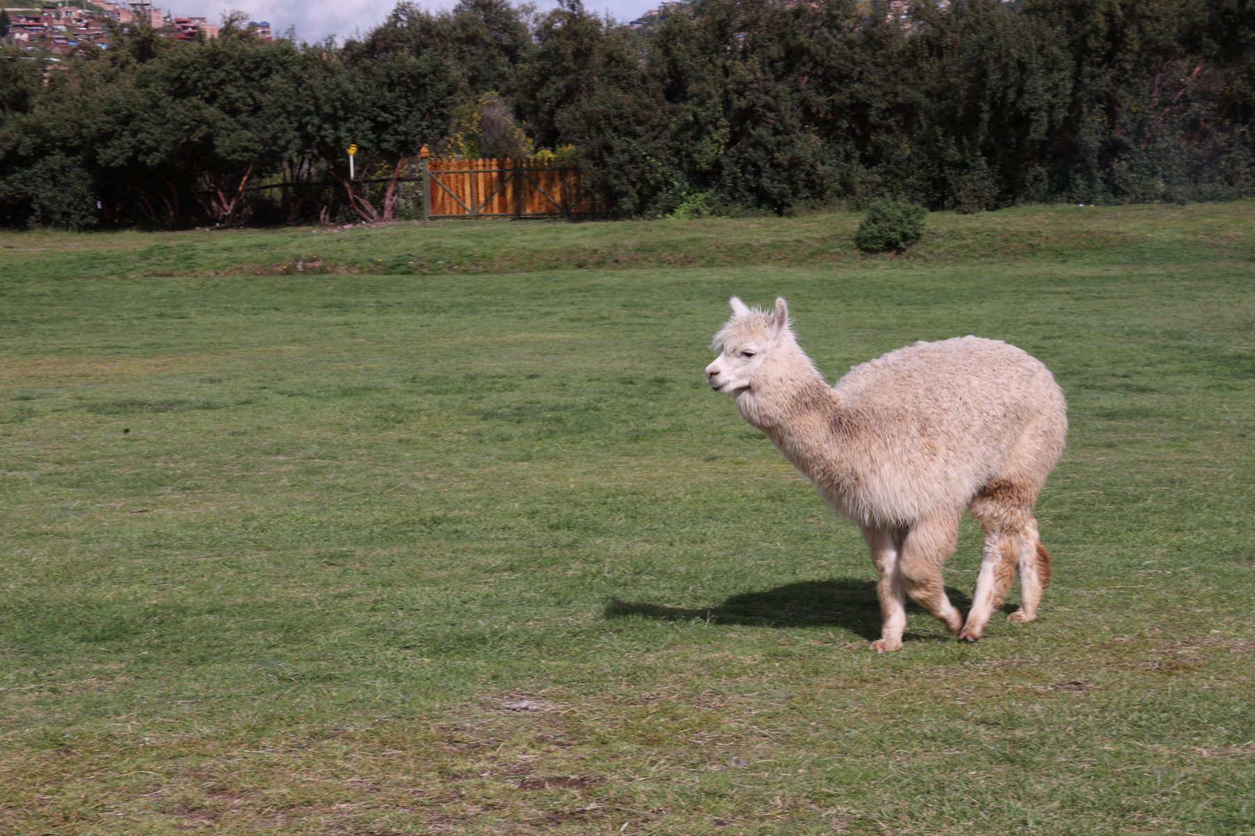 Alpaca, Sacred Valley